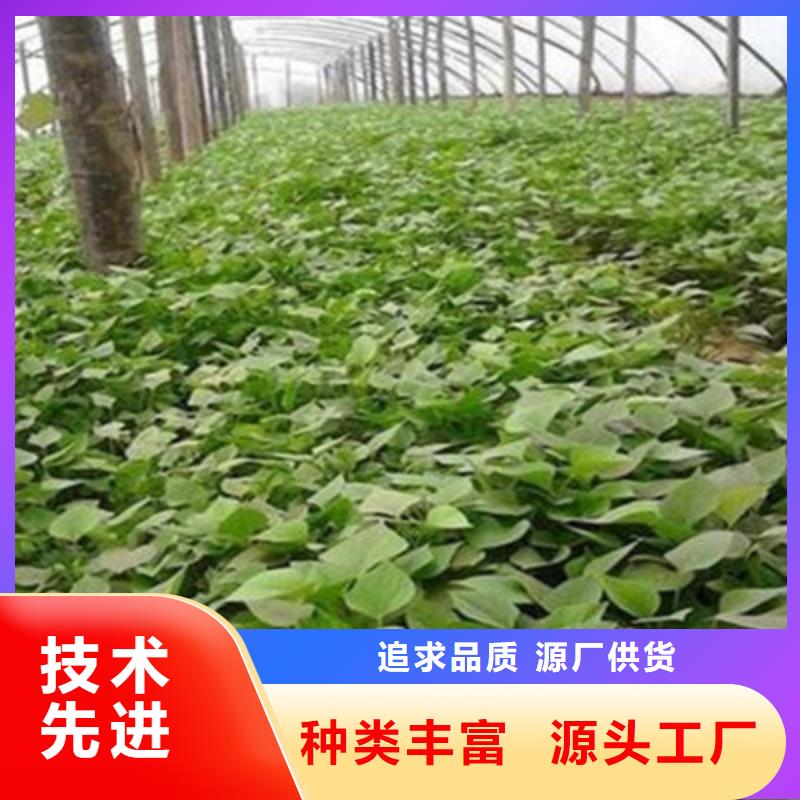 芜湖紫薯苗（绫紫）销售