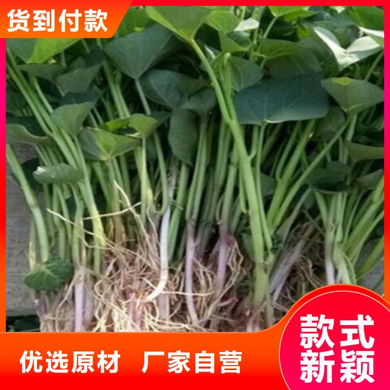 潮州紫红薯苗图片