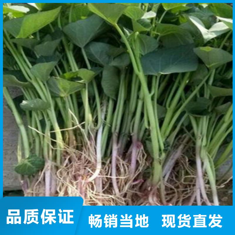潮州鲜食型紫薯苗多少钱一棵