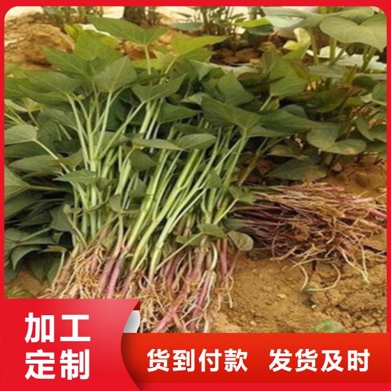 武威紫薯苗子种植基地