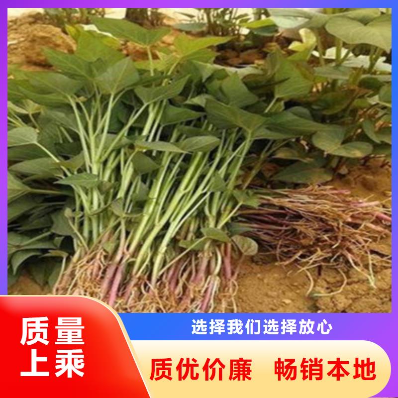 邯郸鲜食型紫薯苗源头厂家