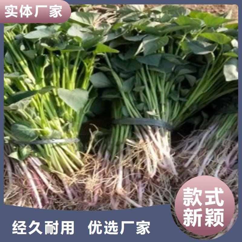 德阳紫薯苗（济黑2号）图片