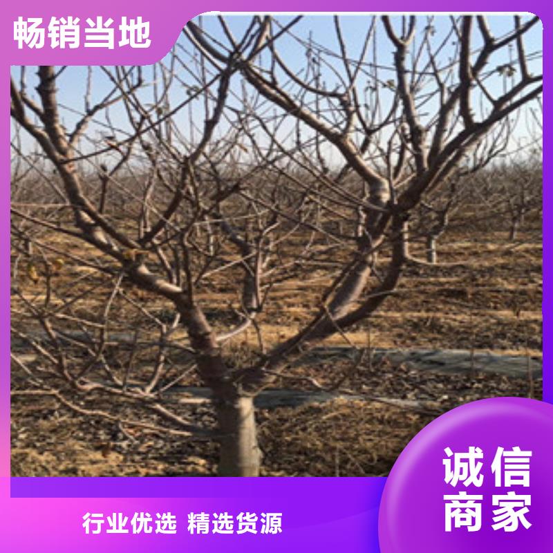 广州实生樱桃树苗