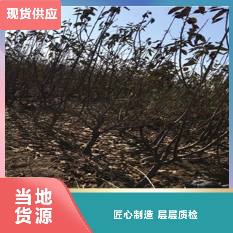 广东樱桃树苗种植基地