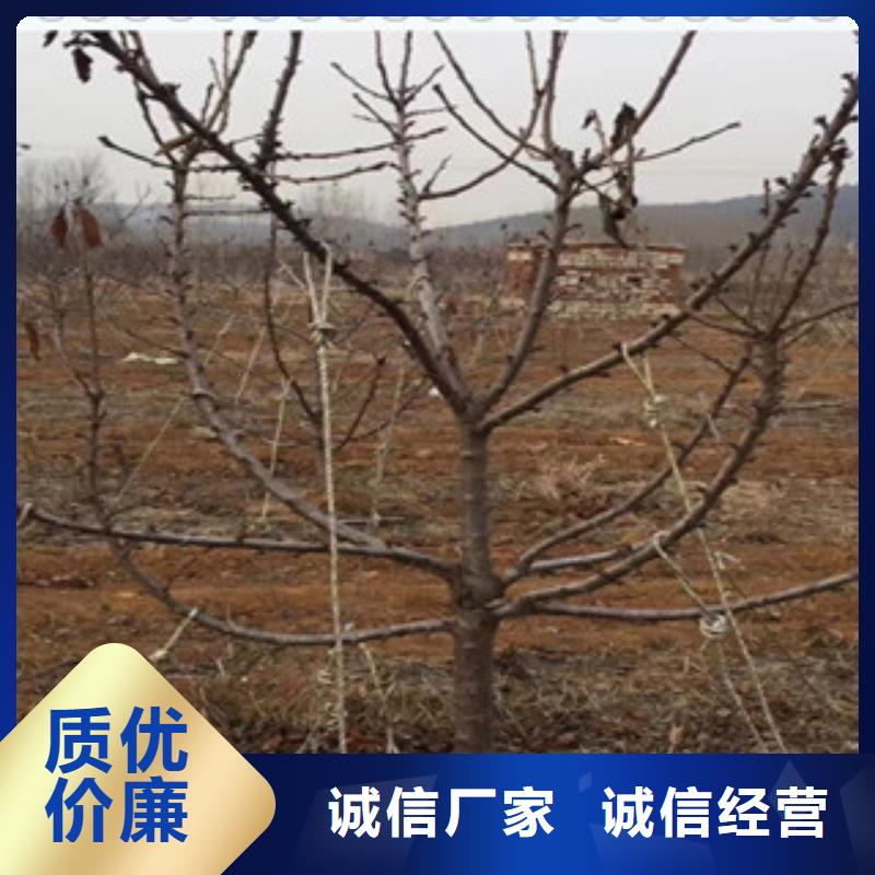 辽宁锦州砂蜜豆樱桃苗哪里的品种纯