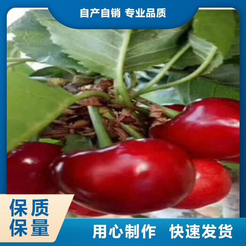 威海5公分抗寒樱桃品种介绍