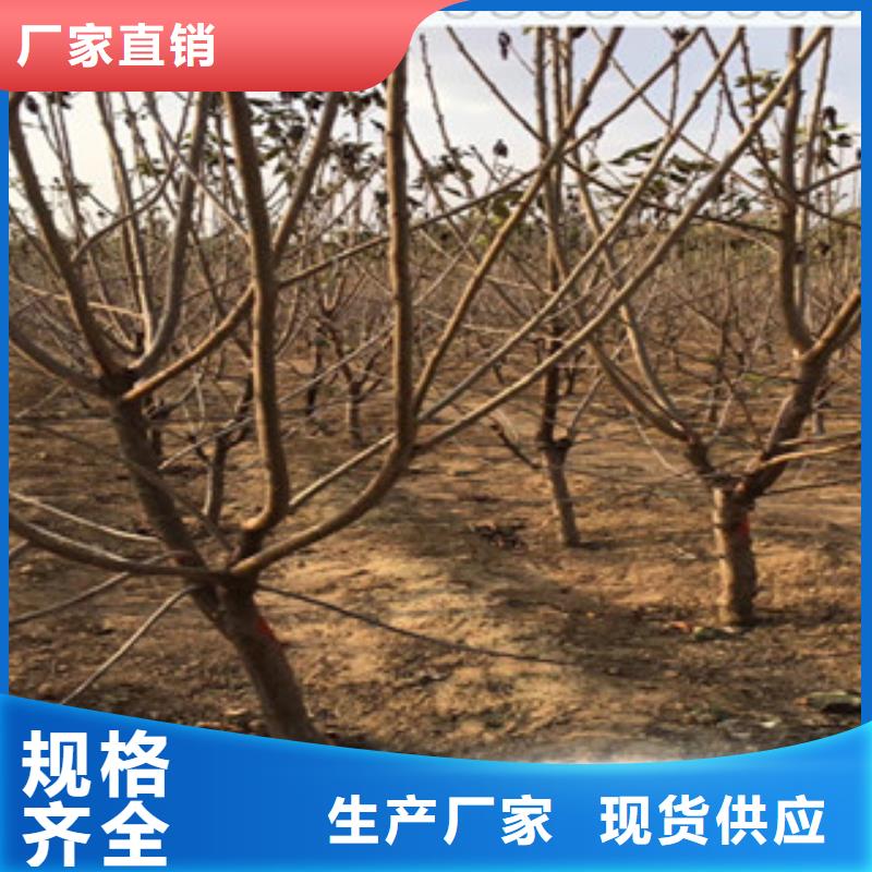 广东晚熟樱桃树苗高产品种