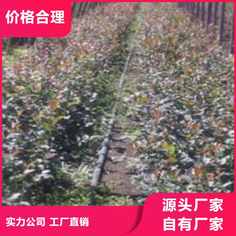 徐州蓝港蓝莓树苗
