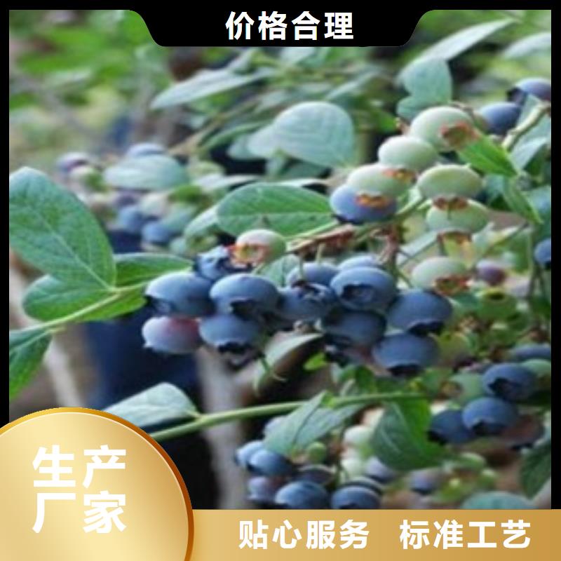 广州北部高丛蓝莓树苗