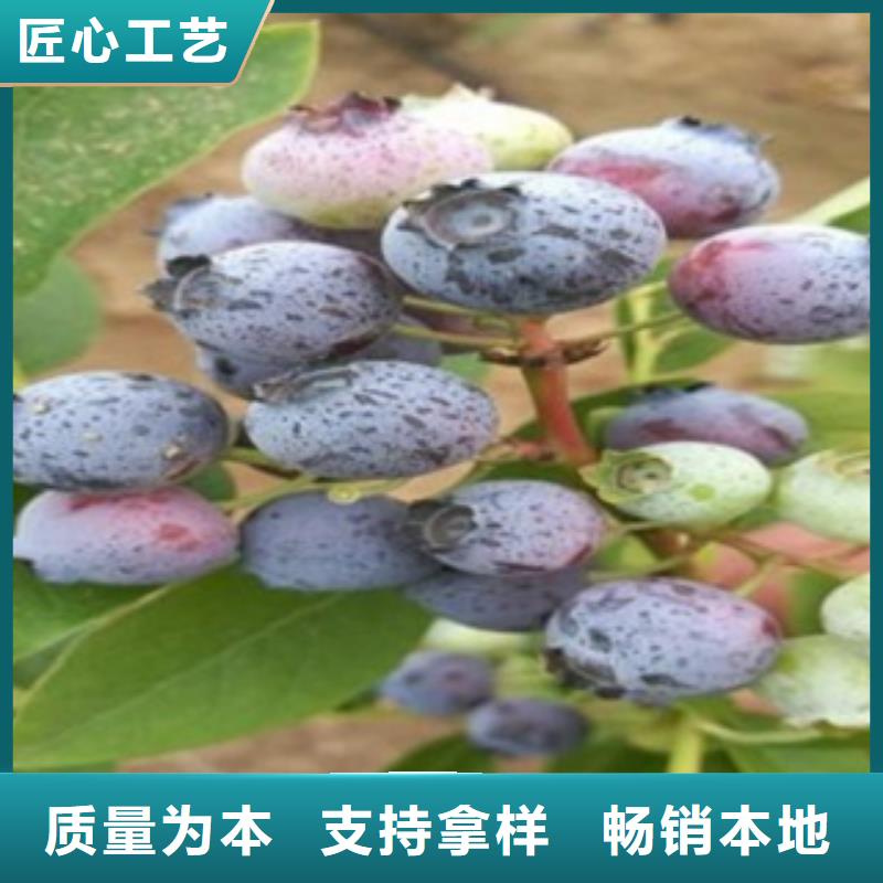 楚雄齐佩瓦蓝莓苗0.8公分