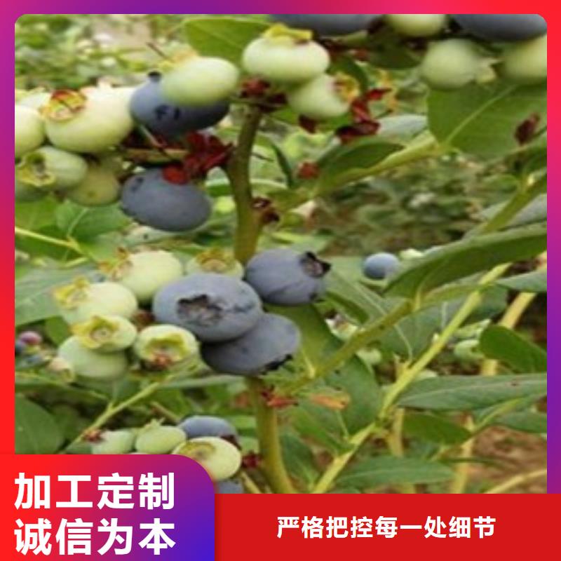 广州巨人蓝莓树苗