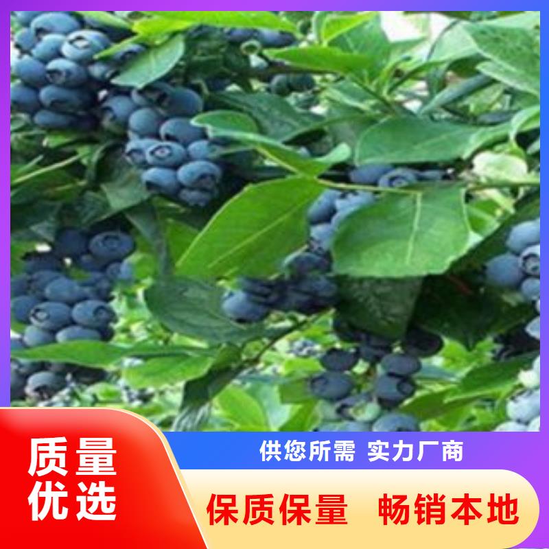 苏州晚蓝蓝莓树苗种植时间