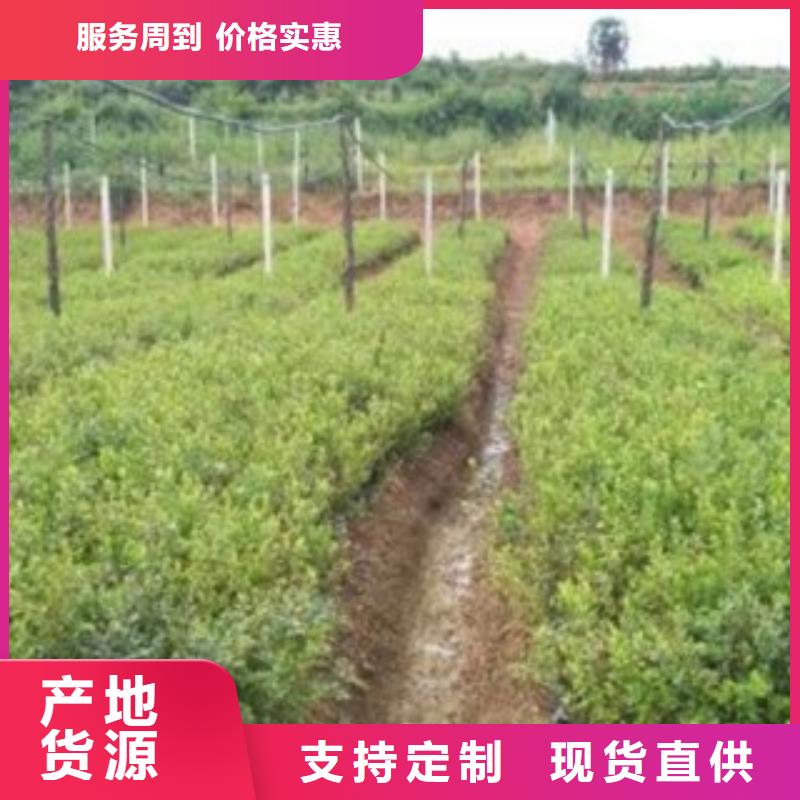 广东考林蓝莓树苗