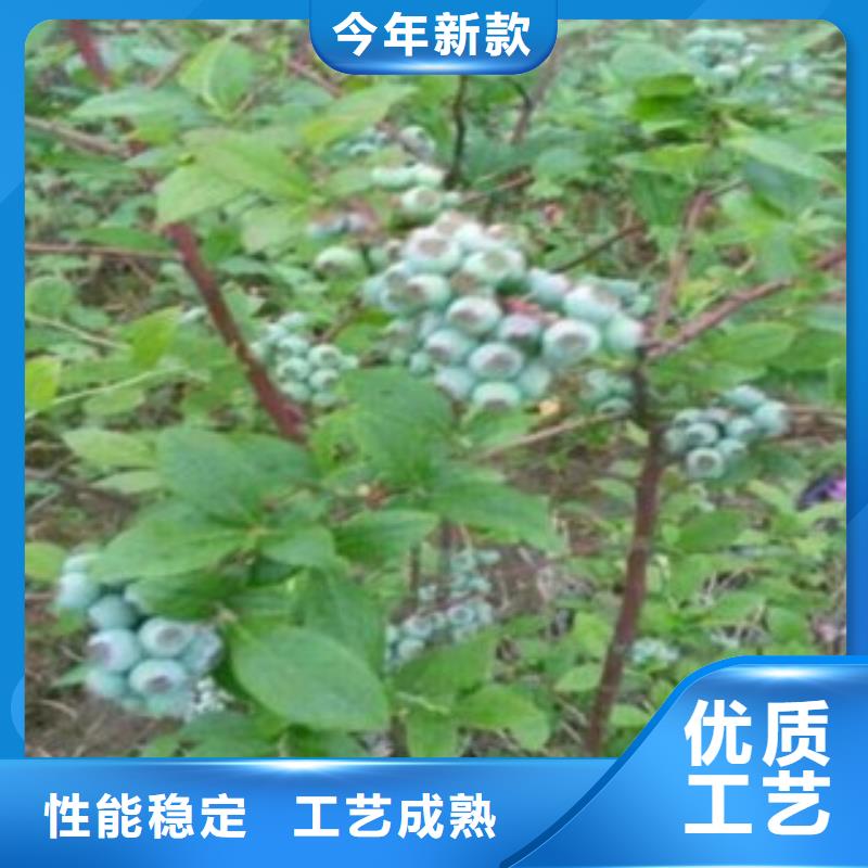 怒江3年生蓝莓树苗4公分