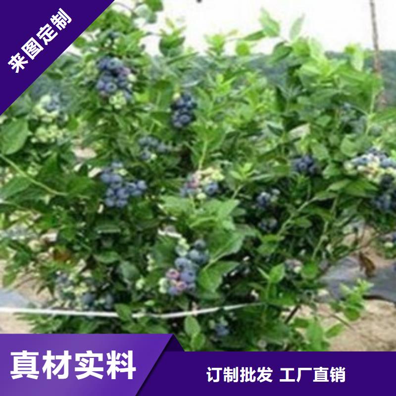 辽宁北部高丛蓝莓树苗出售
