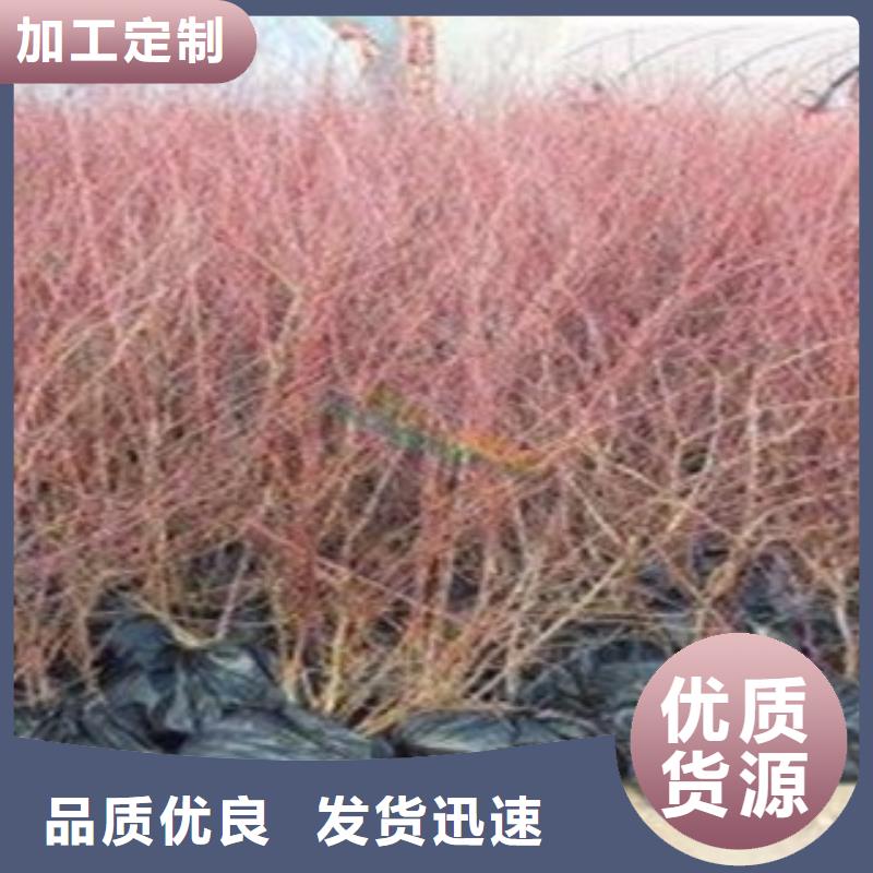 忻州二年生蓝莓树苗
