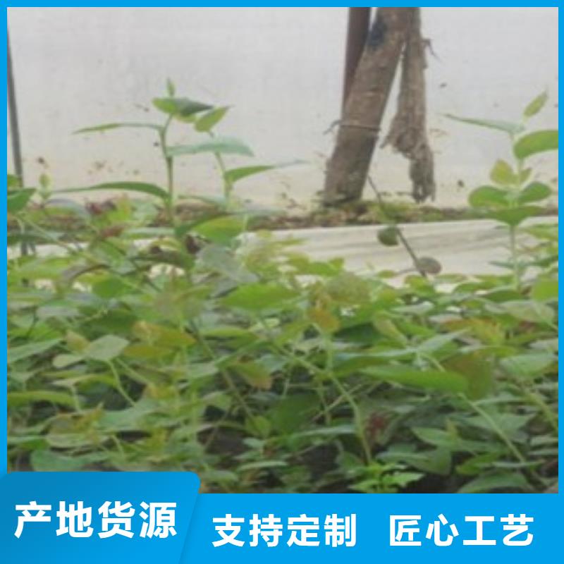 茂名艾文蓝蓝莓树苗4公分