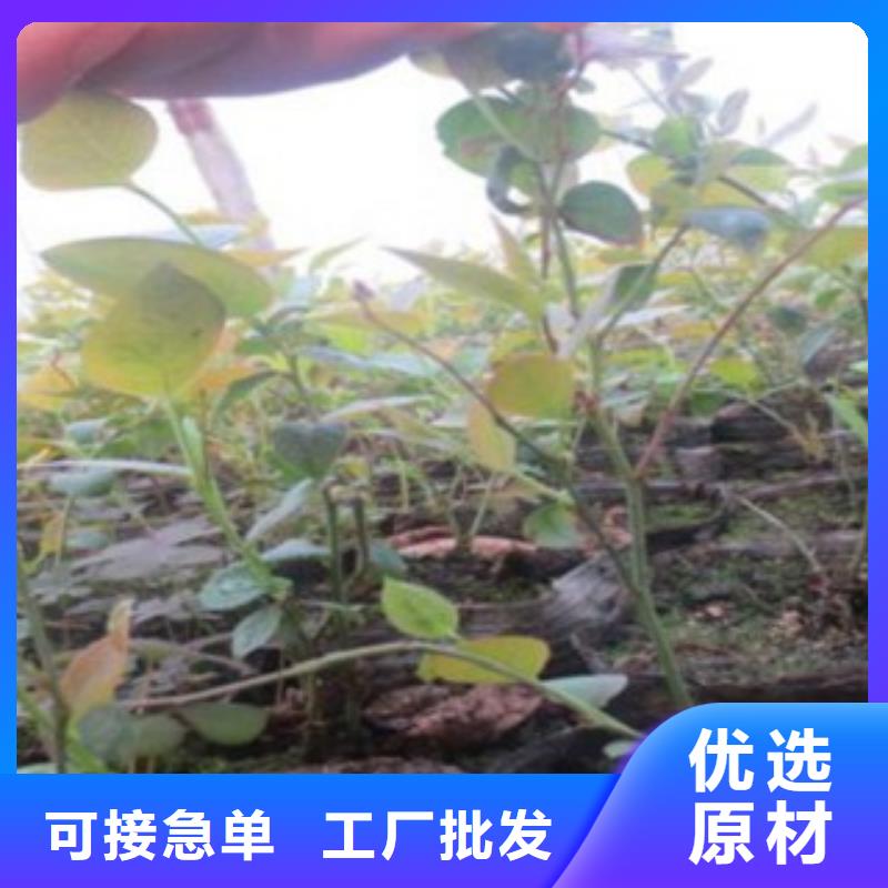 曲靖顶峰蓝莓树苗0.7公分