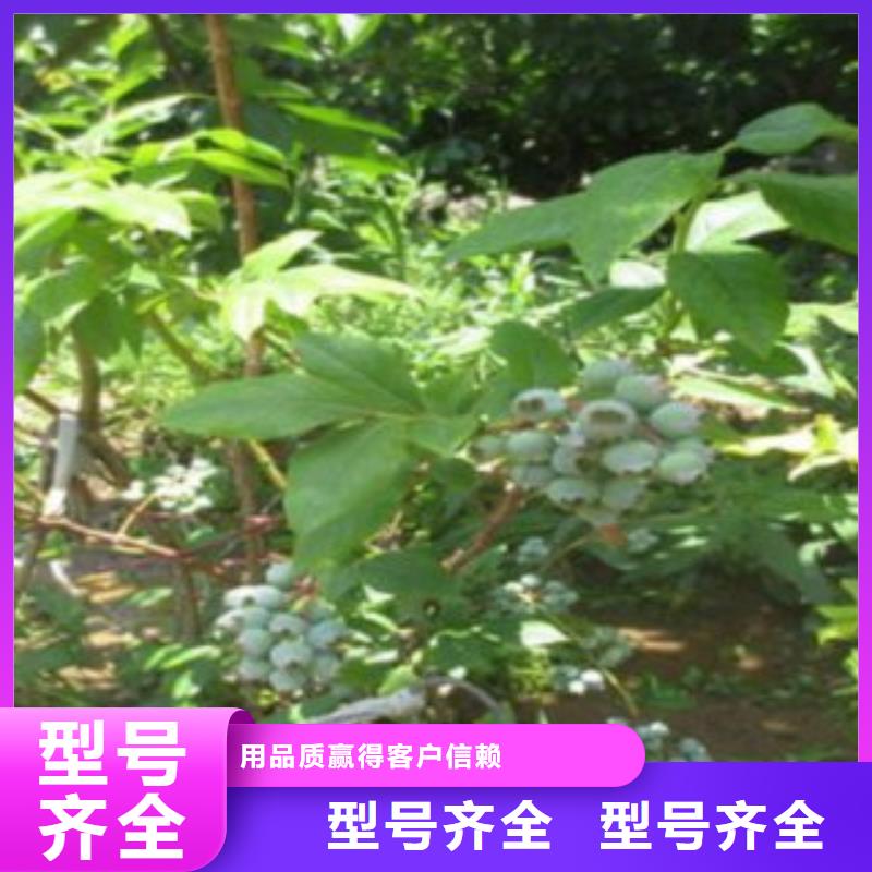 湛江红利蓝莓树苗20公分