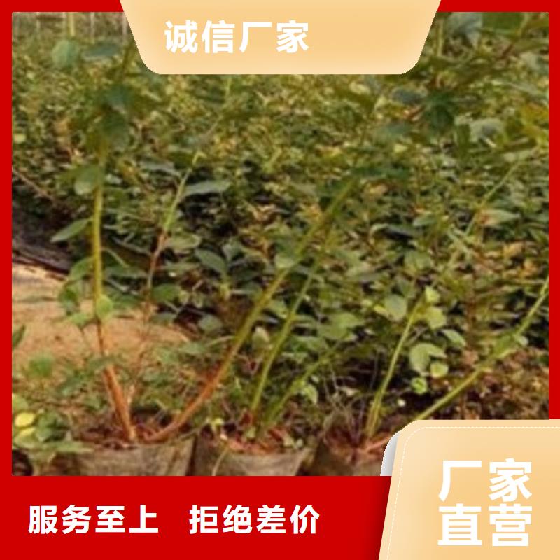 南昌伊丽莎白蓝莓苗0.8公分