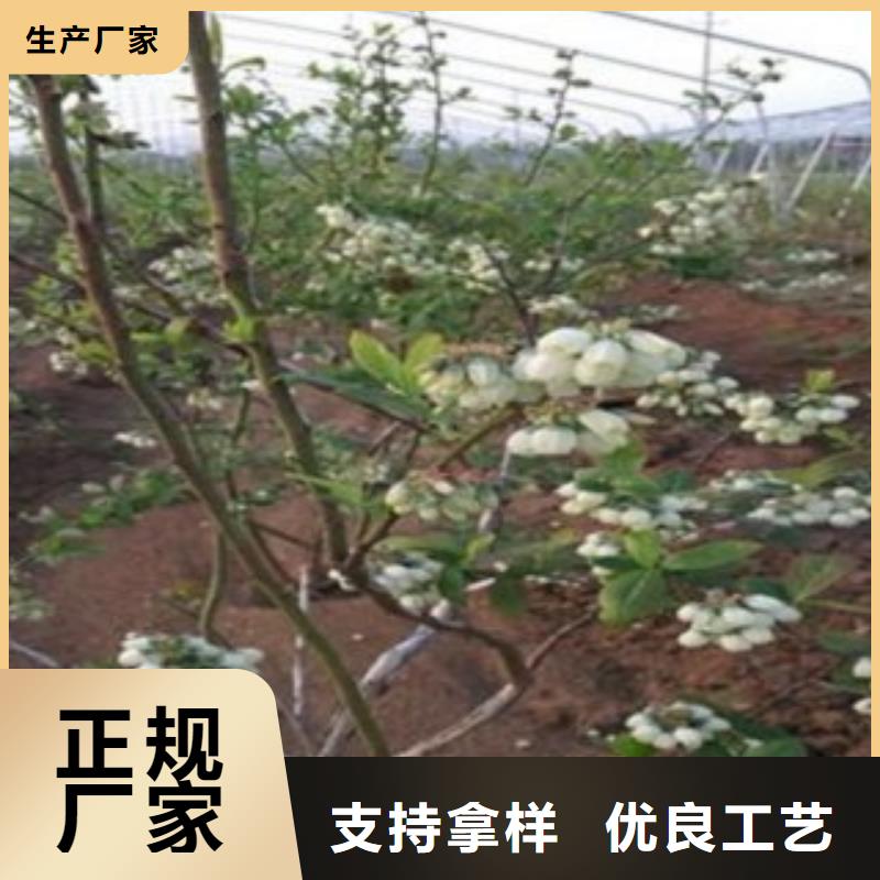 昭通公爵蓝莓树苗0.7公分