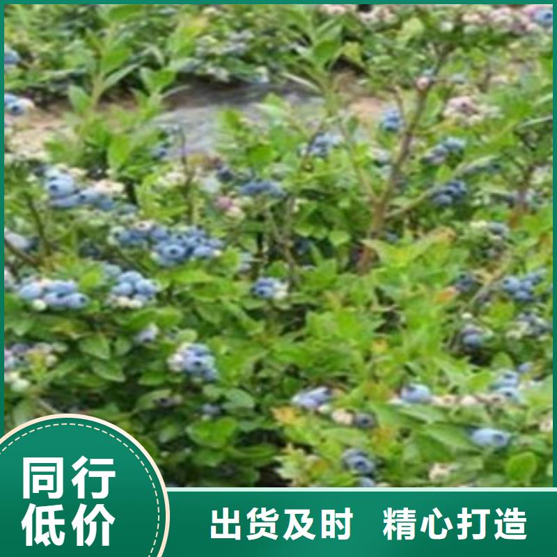 贵州瞳仁蓝莓树苗基地