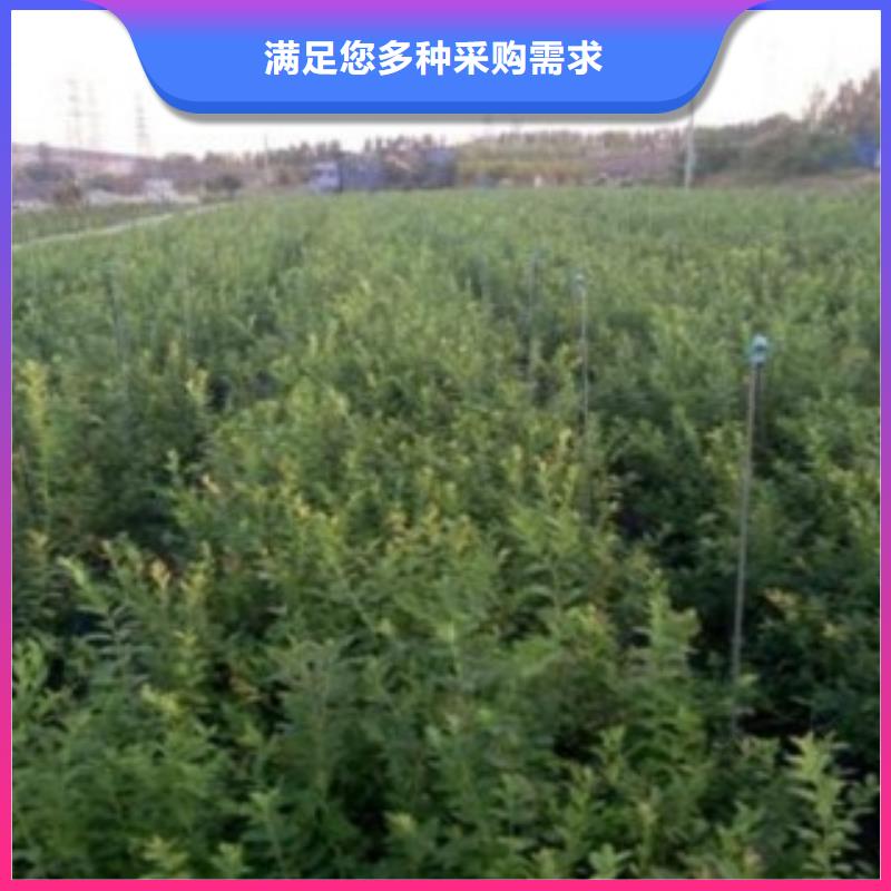 衢州艾丽丝蓝蓝莓树苗30公分