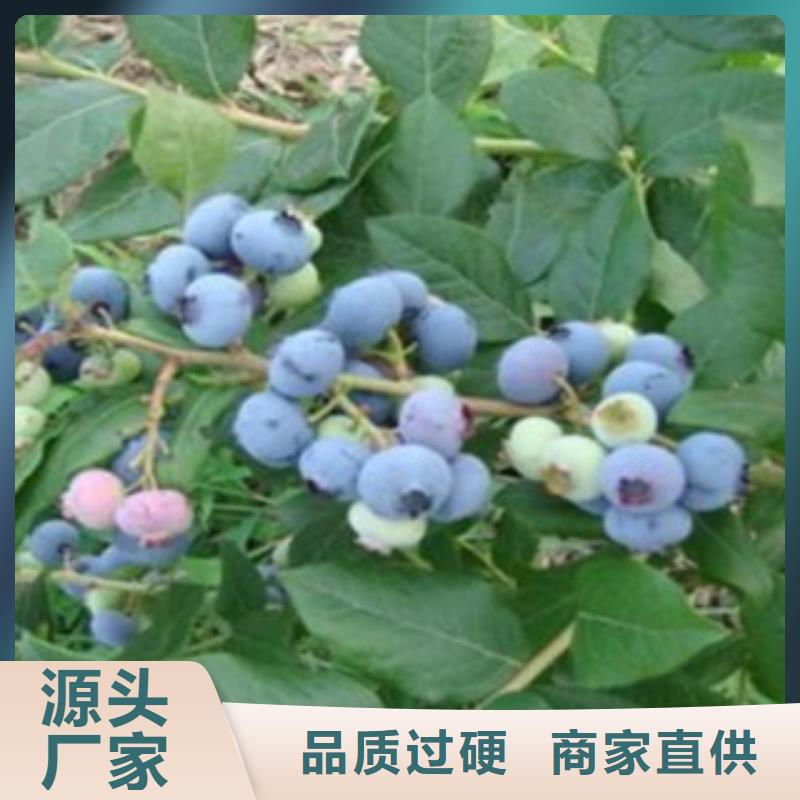广东蓝金蓝莓树苗8公分