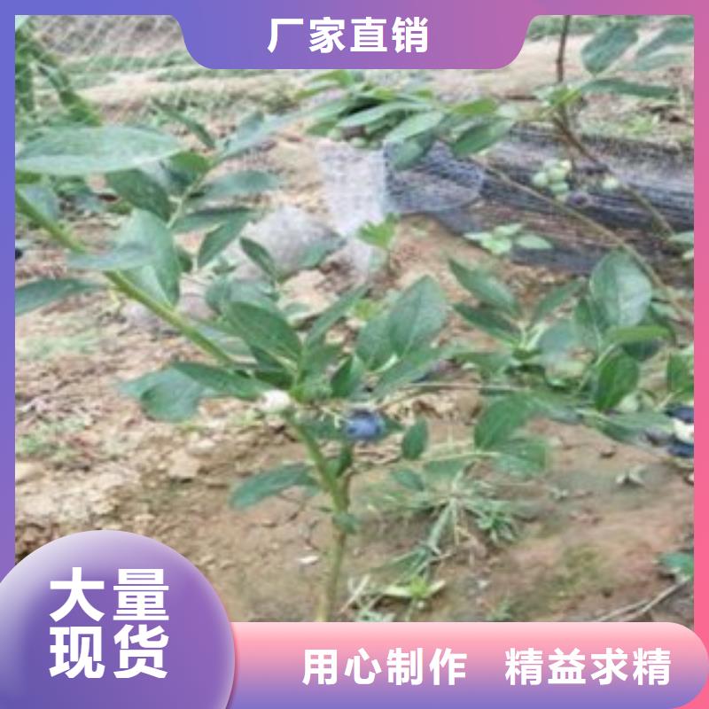 怒江迪克西蓝莓树苗0.8公分