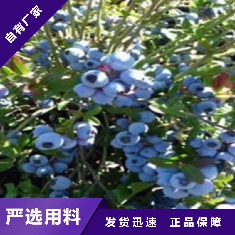 张家口N-B-3蓝莓树苗4公分