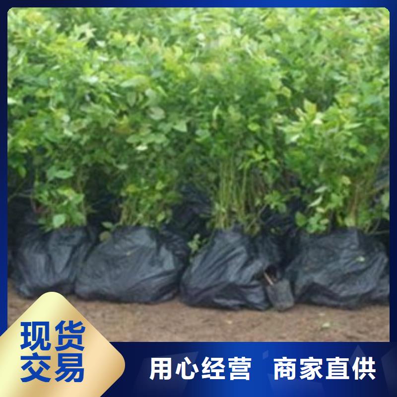 怒江2年生蓝莓树苗0.8公分