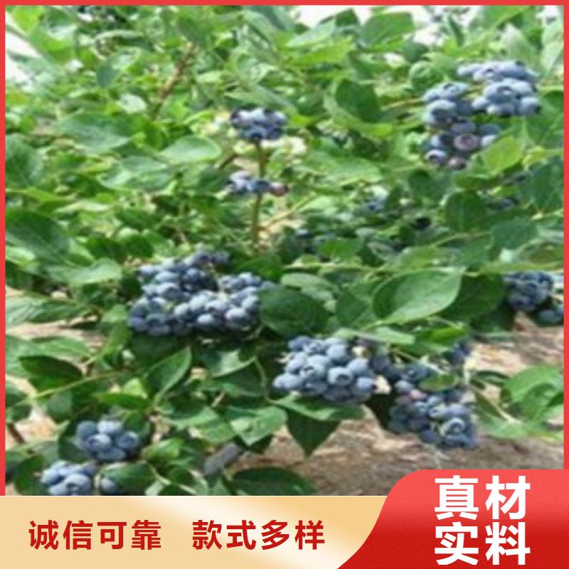 广东 阳光蓝蓝莓苗树苗