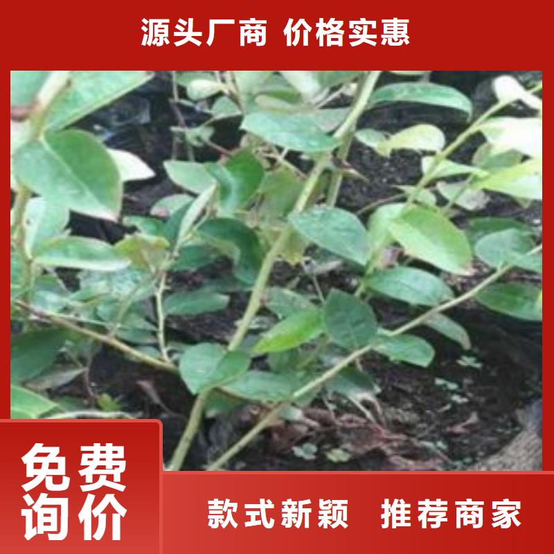 四川南陆蓝莓树苗2公分