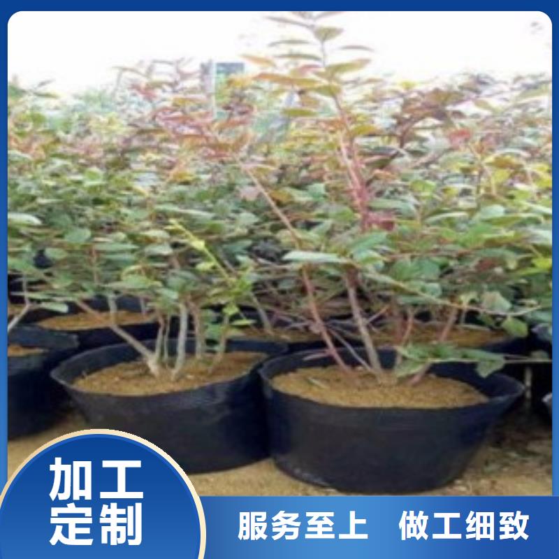 河南3年生蓝莓树苗