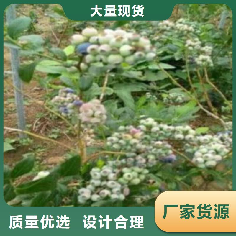 通化蓝丰蓝莓苗树苗0.7公分