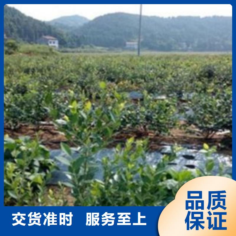 南昌南陆蓝莓树苗12公分