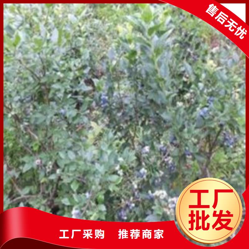 自贡矮丛蓝莓树苗12公分