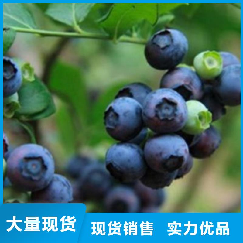 广东蓝宝石蓝莓树苗6公分