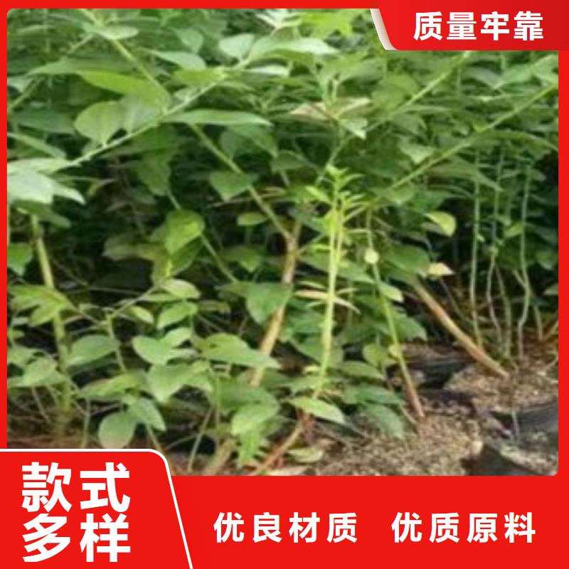 广州莱格西蓝莓树苗