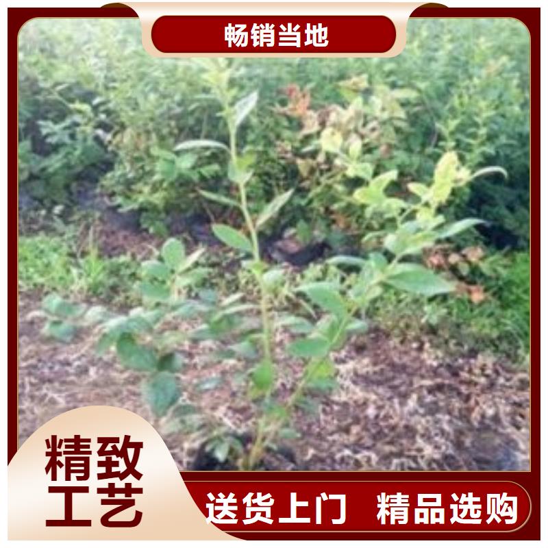 湛江艾克塔蓝莓树苗7公分