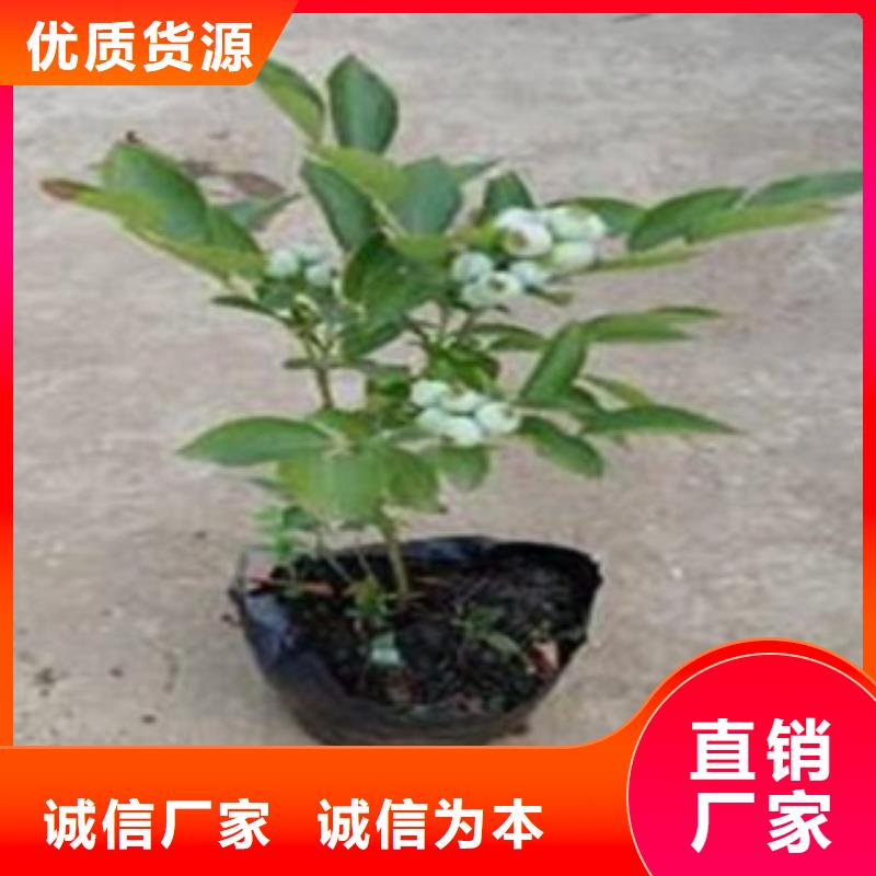 秦皇岛T-100蓝莓树苗