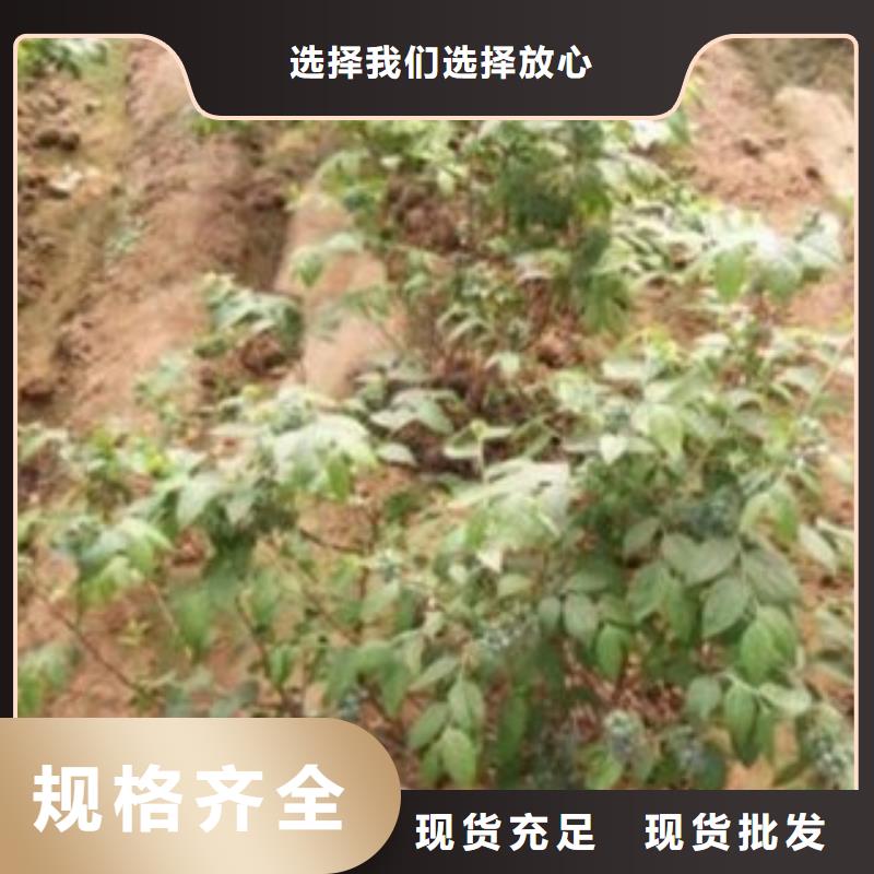 广州艾文蓝蓝莓树苗7公分
