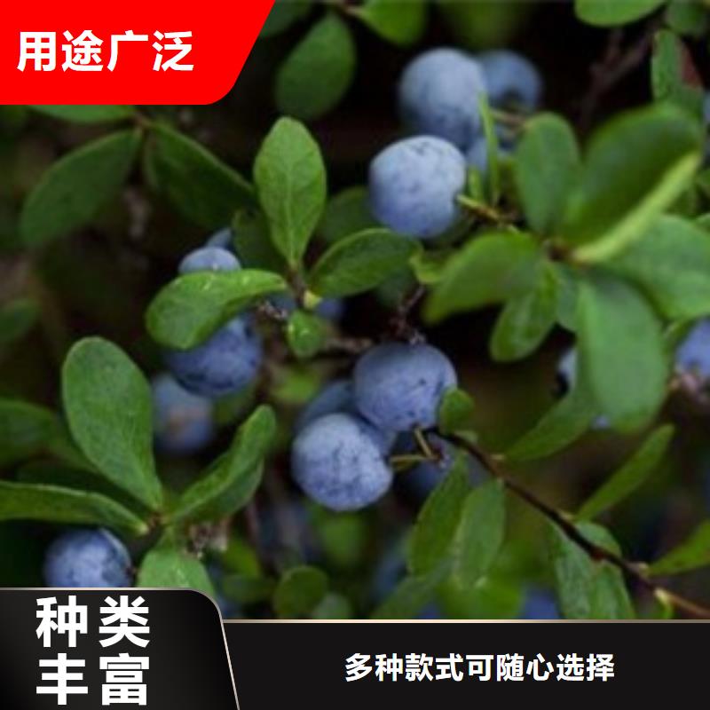 广州北空蓝莓树苗0.7公分
