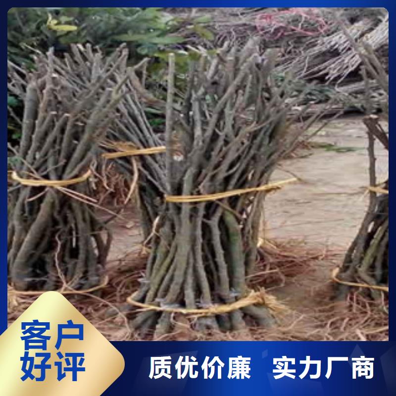 50公分石豐板栗苗行情當地制造商