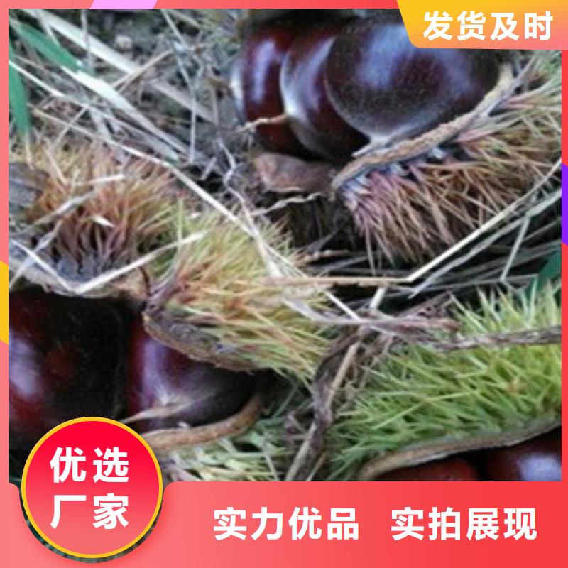 4厘米一窩峰栗子苗種植時間正規廠家