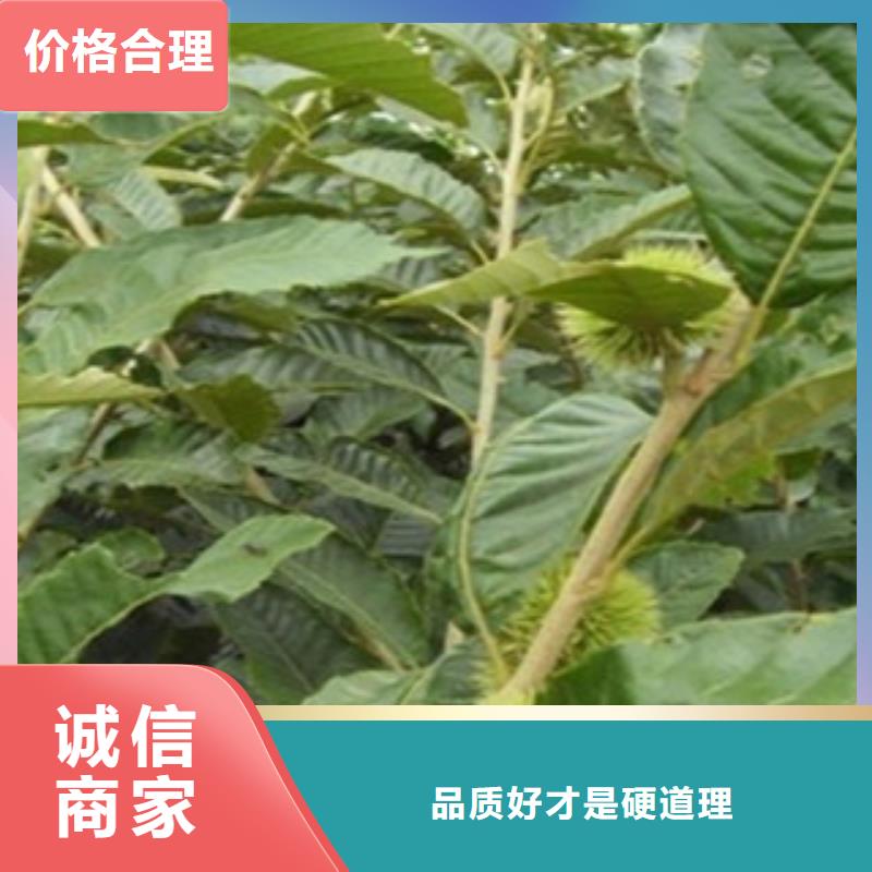 1厘米京東栗子苗種植方法及時間當地生產廠家