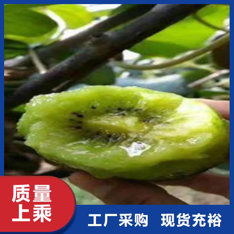 衢州翠香猕猴桃苗亩产多少