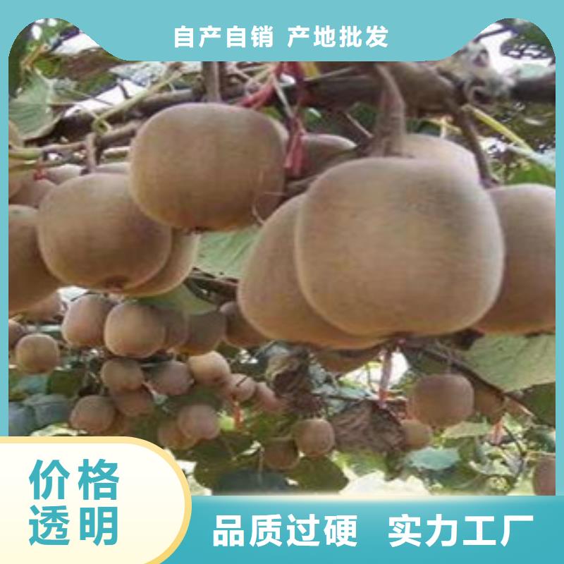 大庆红阳猕猴桃苗0.7公分