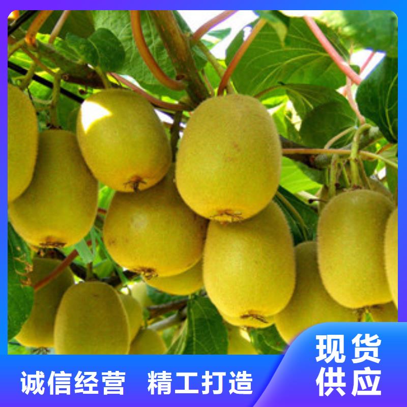 枣庄红心猕猴桃苗0.7公分
