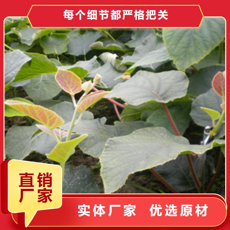 四川翠香猕猴桃苗1.2公分